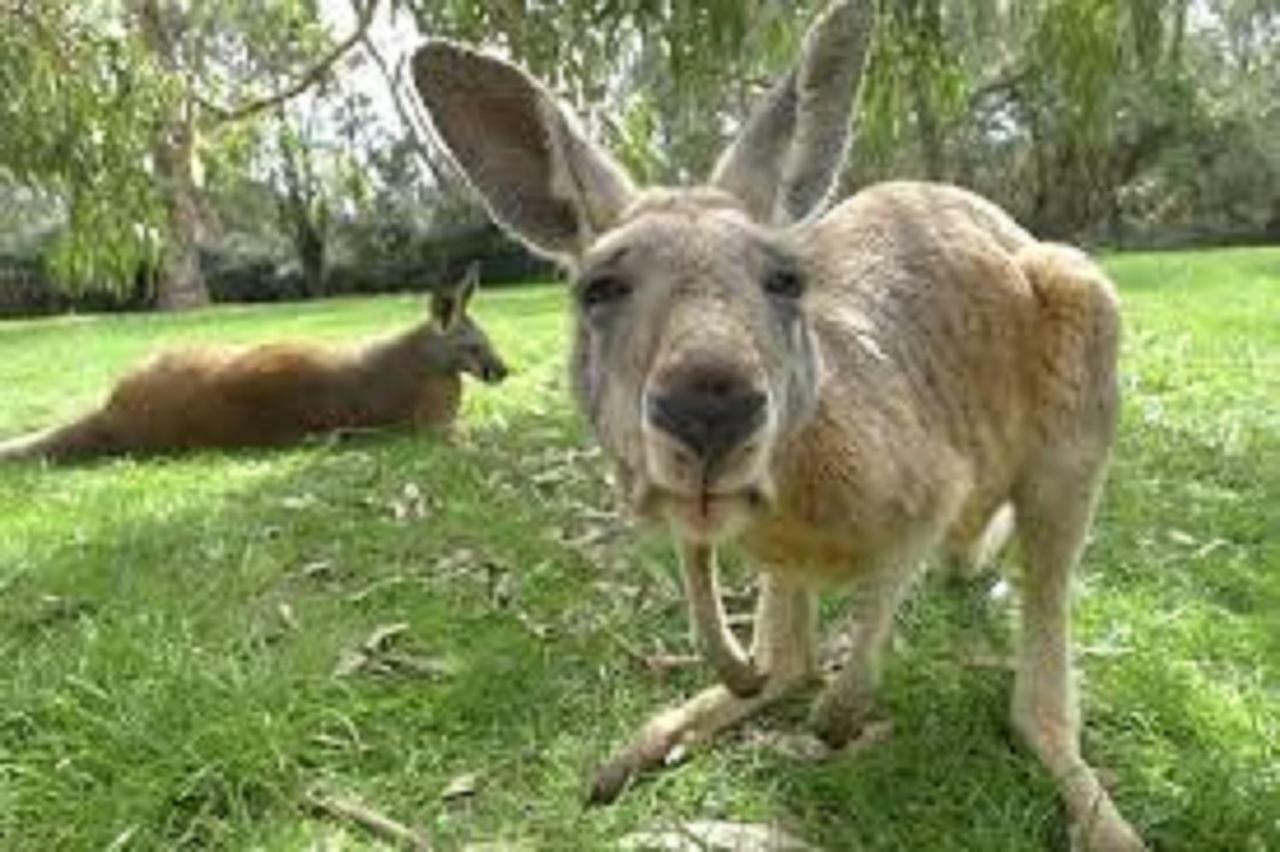 Tranquil Tree Views 2 Bedroom 2 Bathroom Apartment Perth Esterno foto